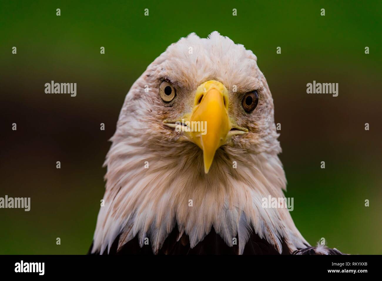 El águila calva, educadores de la Naturaleza, que cuida de no desmontable aves de presa, en Sedalia, Colorado, EE.UU. Foto de stock
