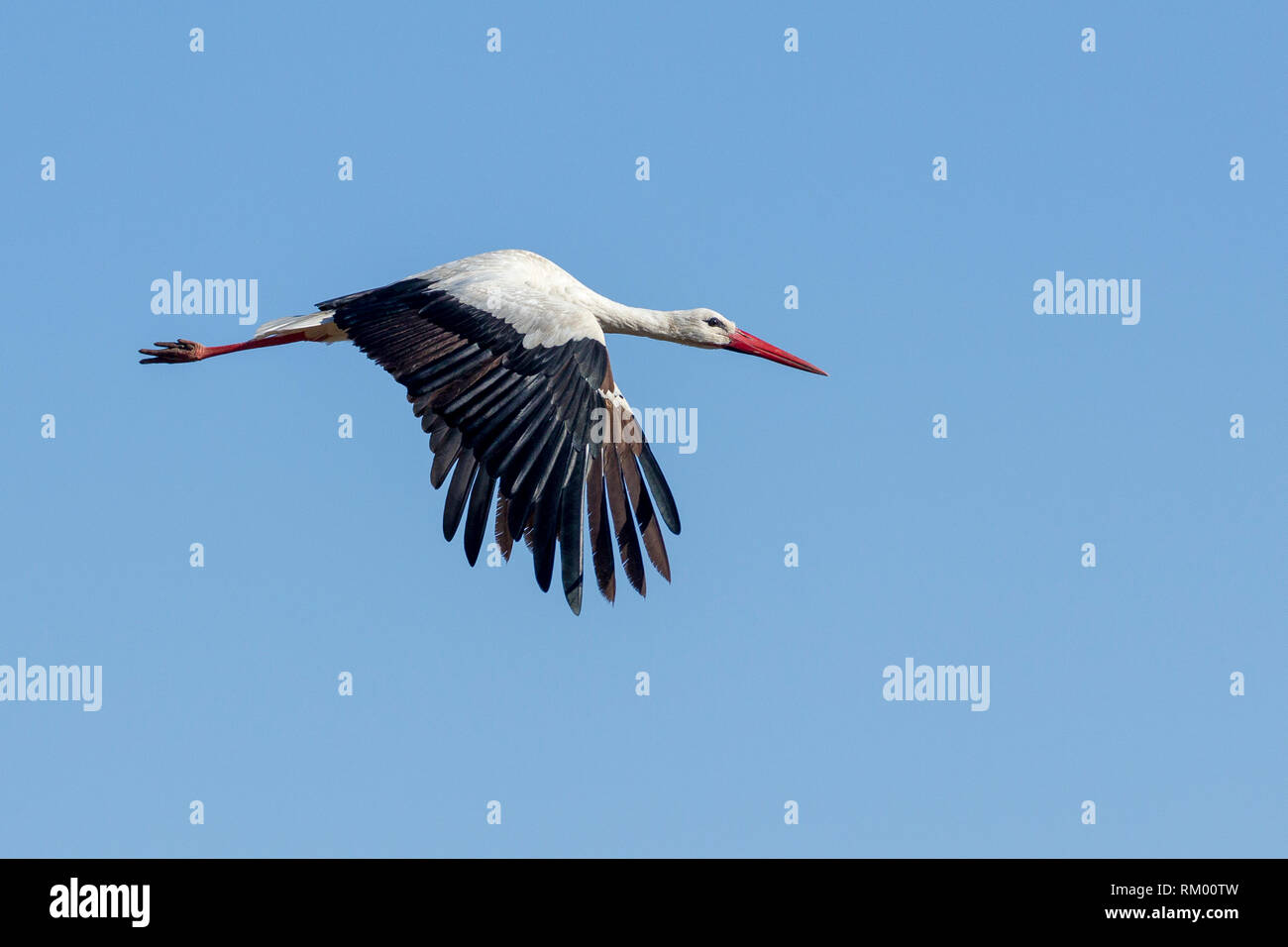 Una cigüeña volando fuertemente, formato horizontal, Lewa Desierto, Lewa Conservancy, Kenya, Africa. Foto de stock