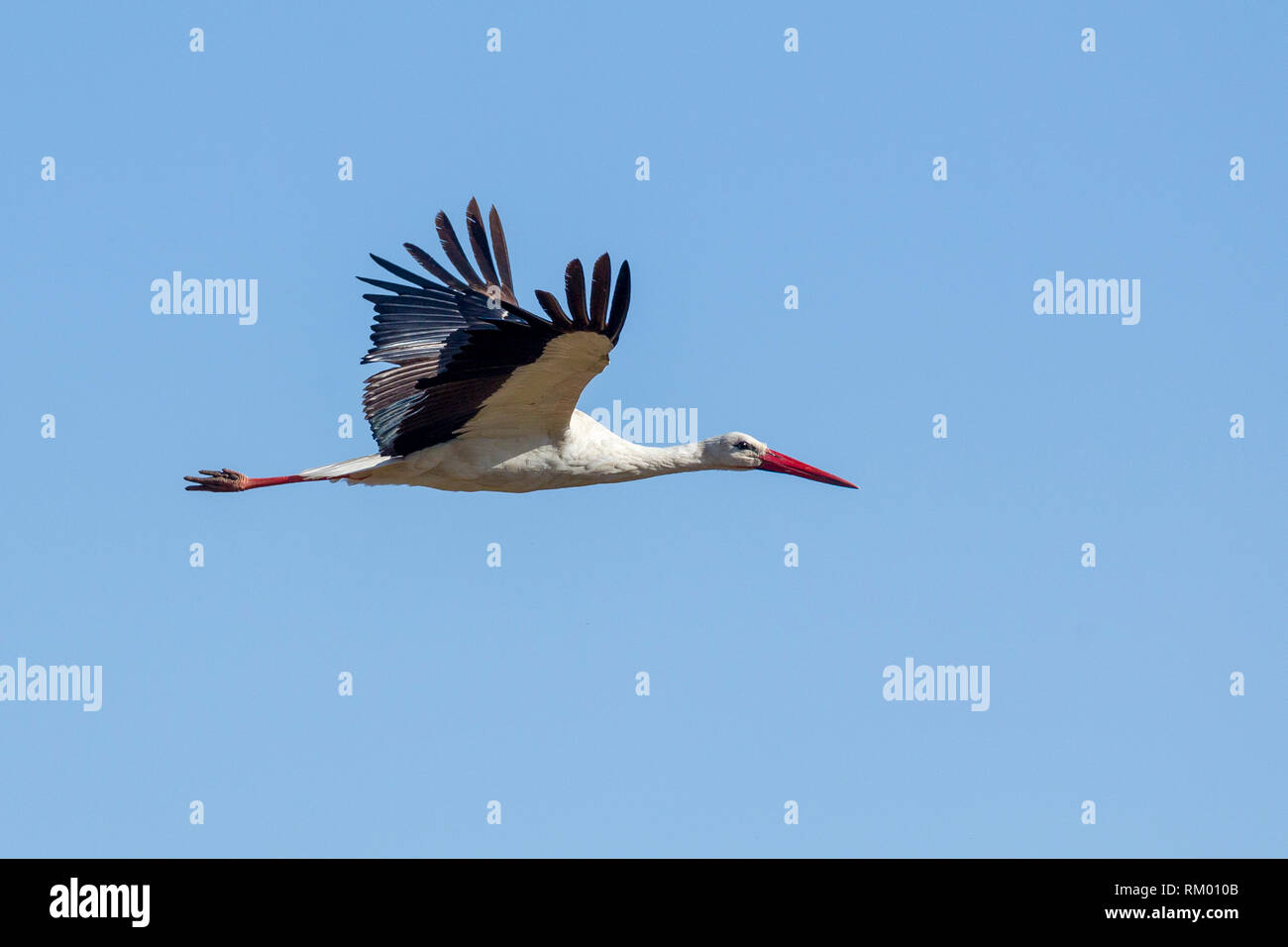 Una cigüeña volando fuertemente, formato horizontal, Lewa Desierto, Lewa Conservancy, Kenya, Africa. Foto de stock