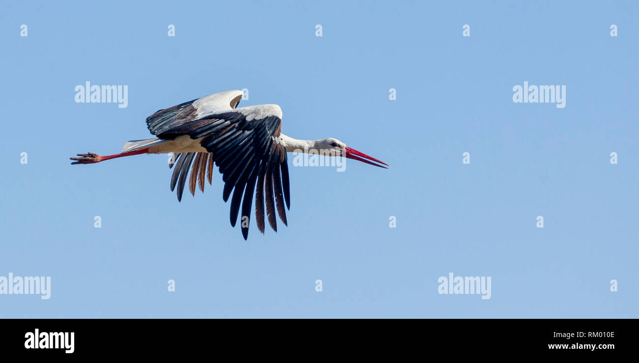Una cigüeña volando fuertemente, formato horizontal, Lewa Desierto, Lewa Conservancy, Kenya, Africa. Foto de stock