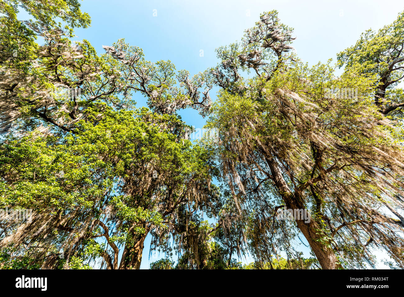 Viejos robles del sur en Nueva Orleans Audubon Park en los soleados días de primavera y colgantes de musgo español y el árbol verde de la vida en el Distrito Jardín mirando Foto de stock