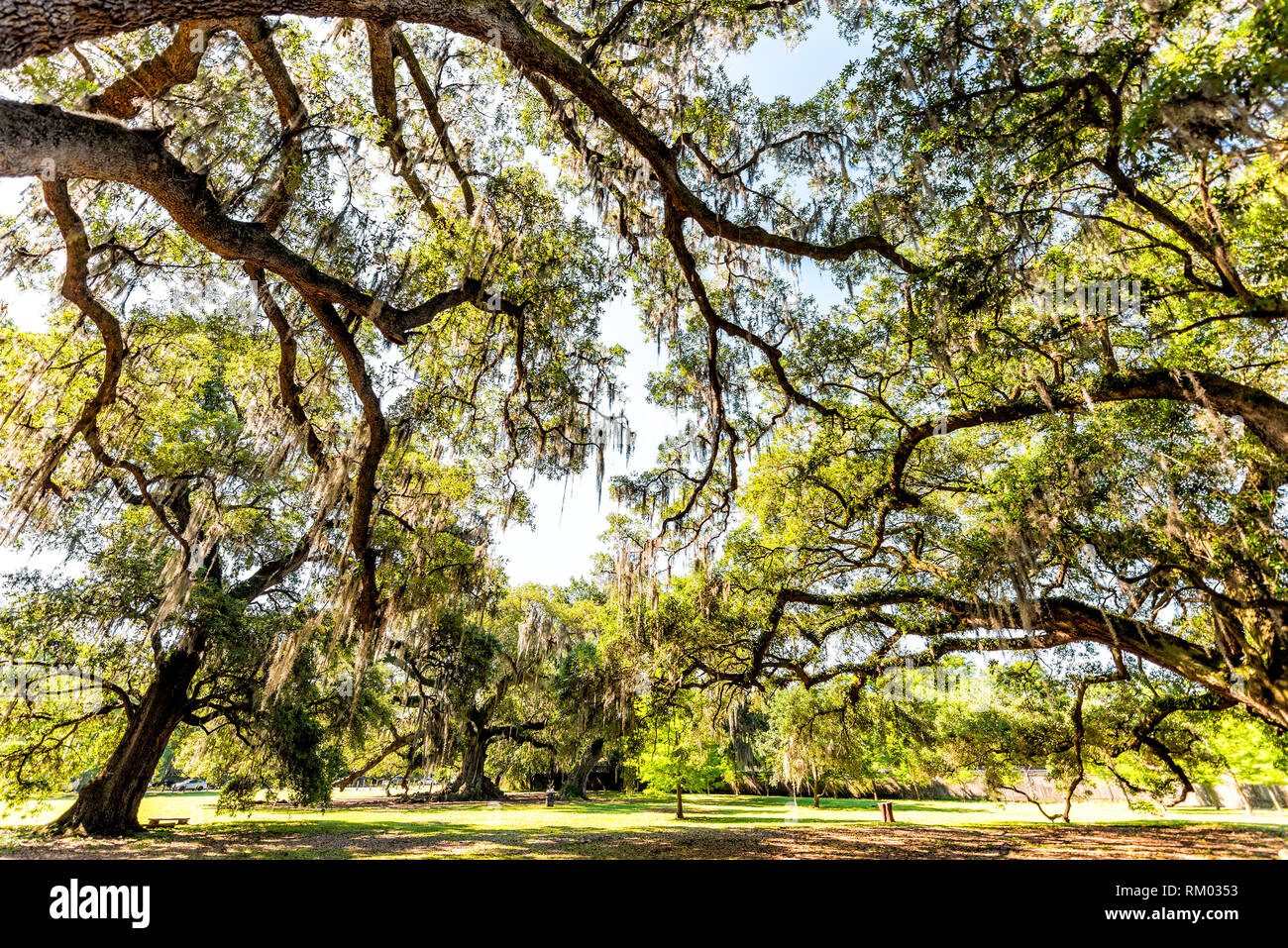Viejos robles del sur en Nueva Orleans Audubon Park en el soleado día de primavera con bancos y colgantes de musgo español y el árbol verde de la vida en el jardín dis Foto de stock