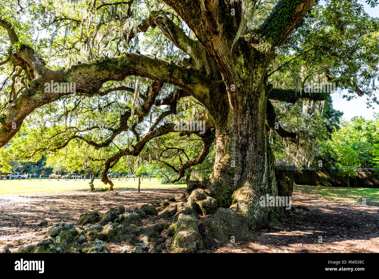 Antiguo Sur Live Oak en Nueva Orleans Audubon Park en el soleado día de primavera con musgo español colgando en el Garden District y el acercamiento de espeso Árbol de vida t Foto de stock