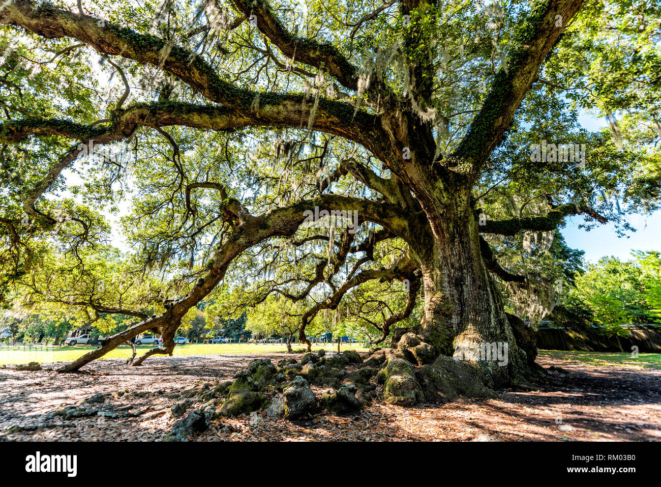 Más antiguas del sur de Live Oak en Nueva Orleans Audubon Park en día soleado con musgo español colgando en el Garden District y el acercamiento de grueso tronco de árbol de la vida Foto de stock