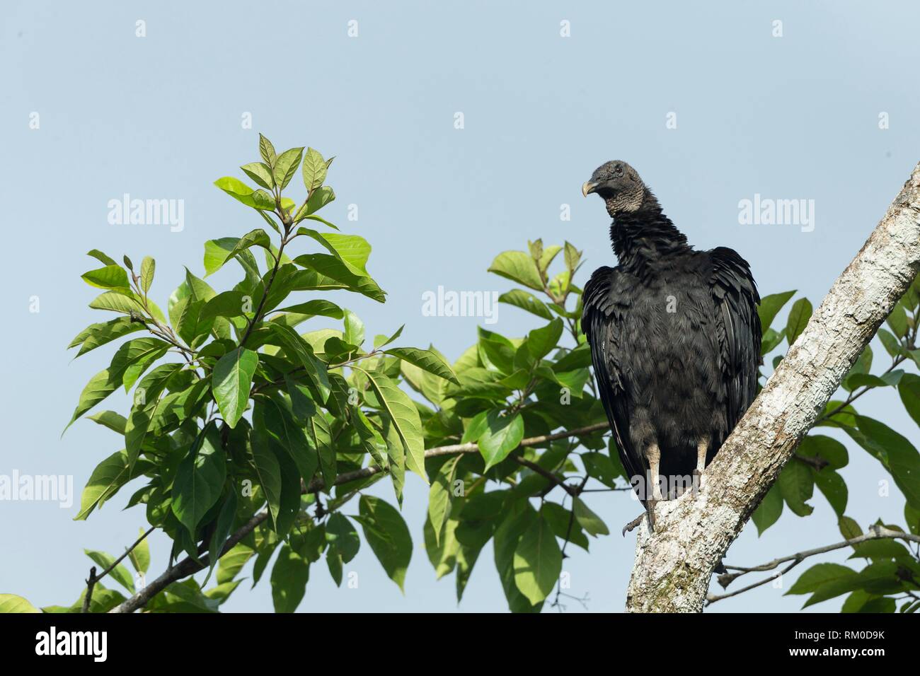 Buitre negro. Coragyps atratus. Costa Rica. Foto de stock