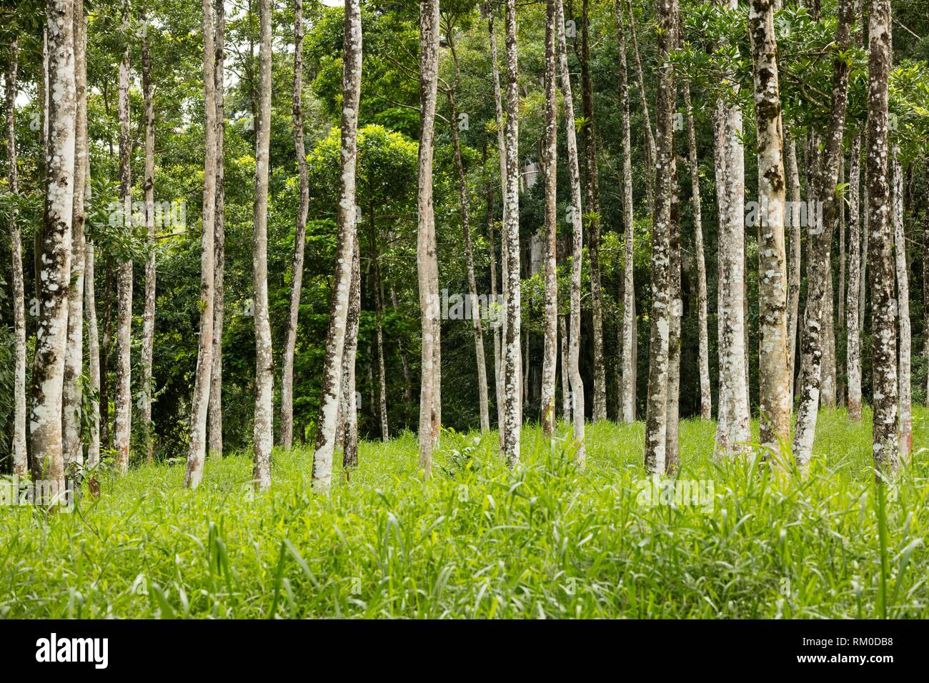 Árboles desnudos en el bosque tropical. Costa Rica Foto de stock