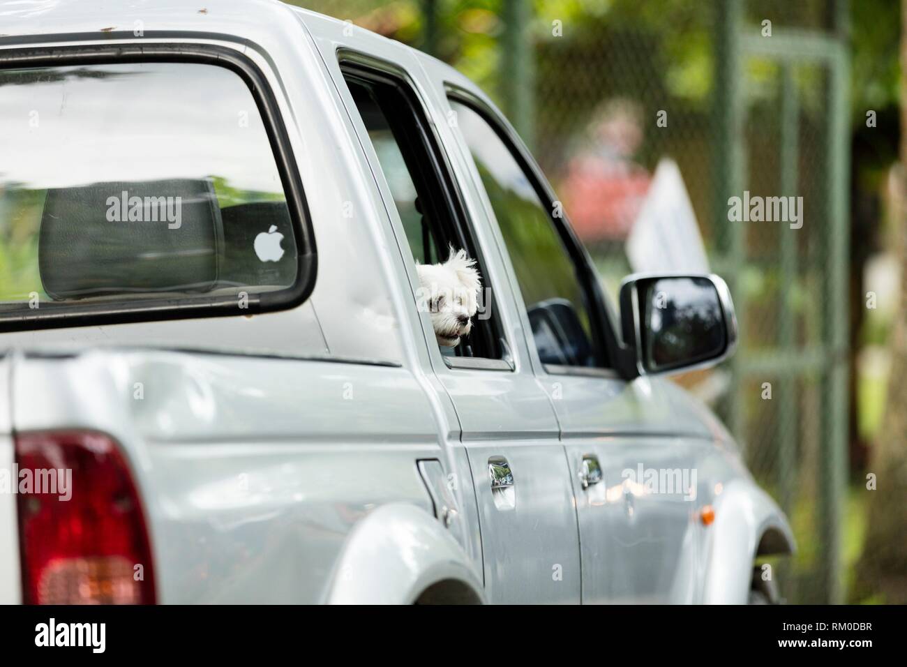 Puppy viajando en coche Foto de stock