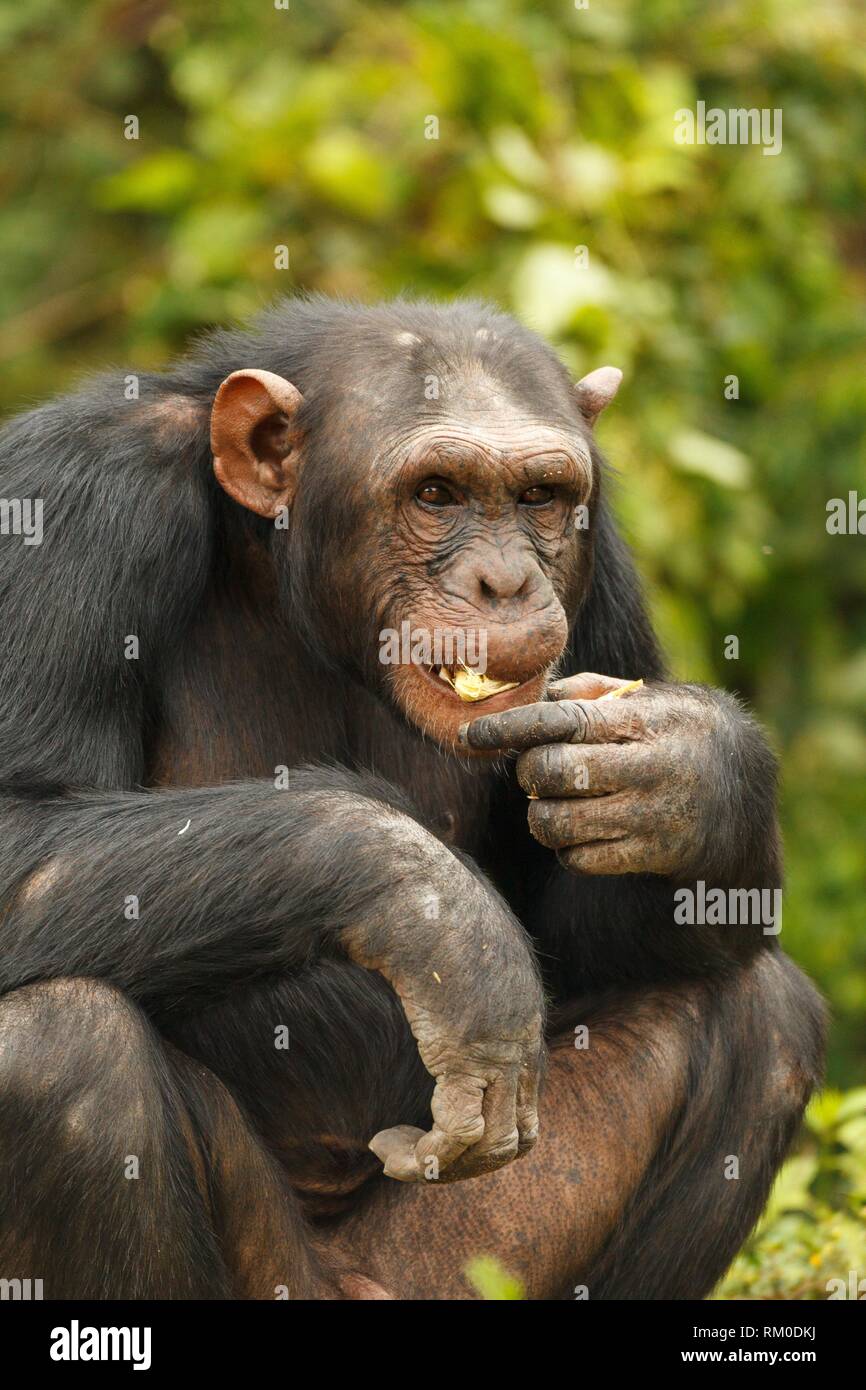 Chimpancé común retrato. Pan troglodytes. Kenia. África. Foto de stock