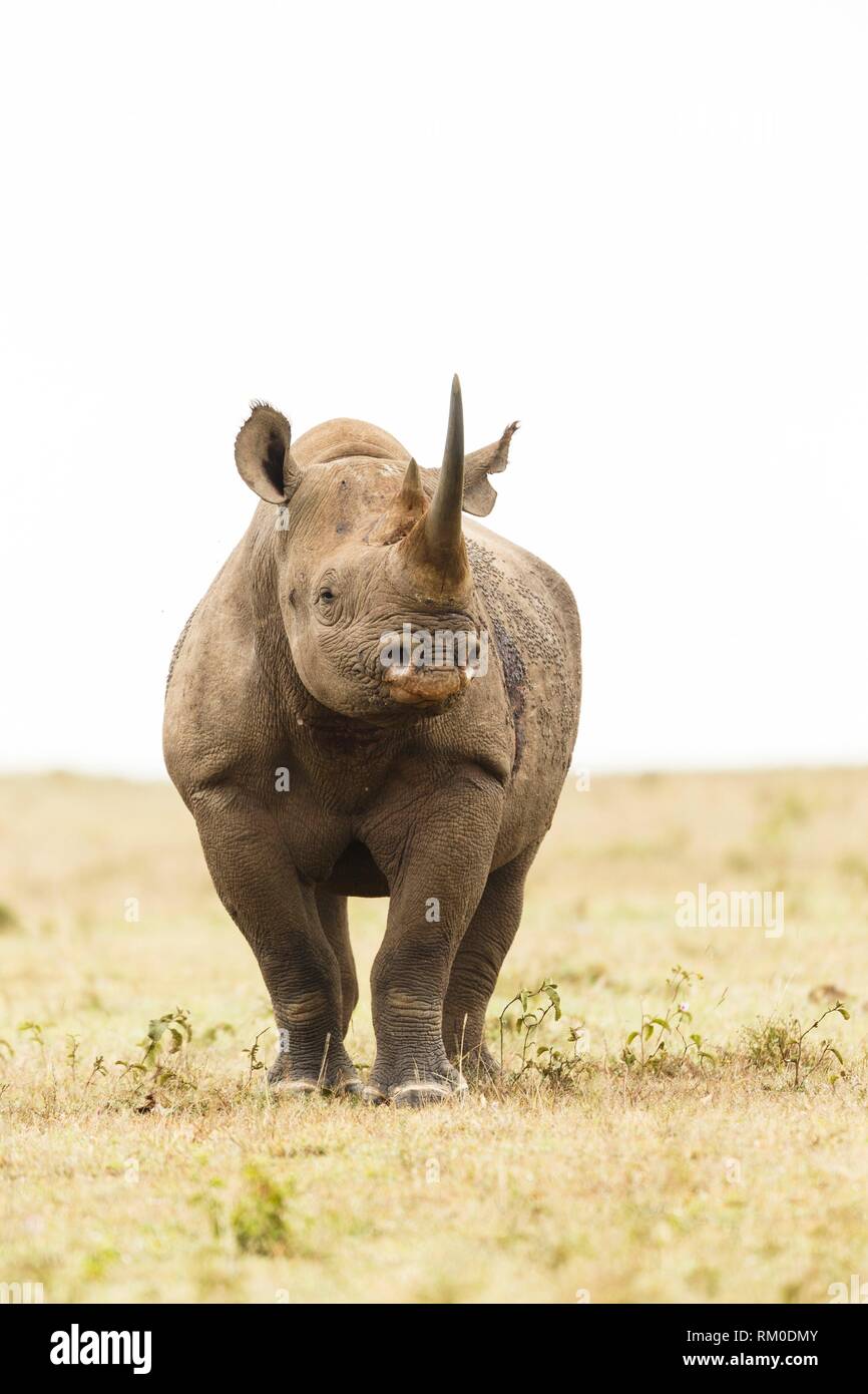 El rinoceronte negro o gancho con labio de rinoceronte. Diceros bicornis. Kenia. África. Foto de stock