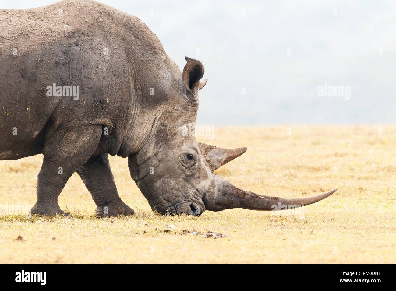 Blanco o cuadrados rhinocero rhinocero labiado. Ceratotherium simum.Kenia. África.Kenia. África. Foto de stock