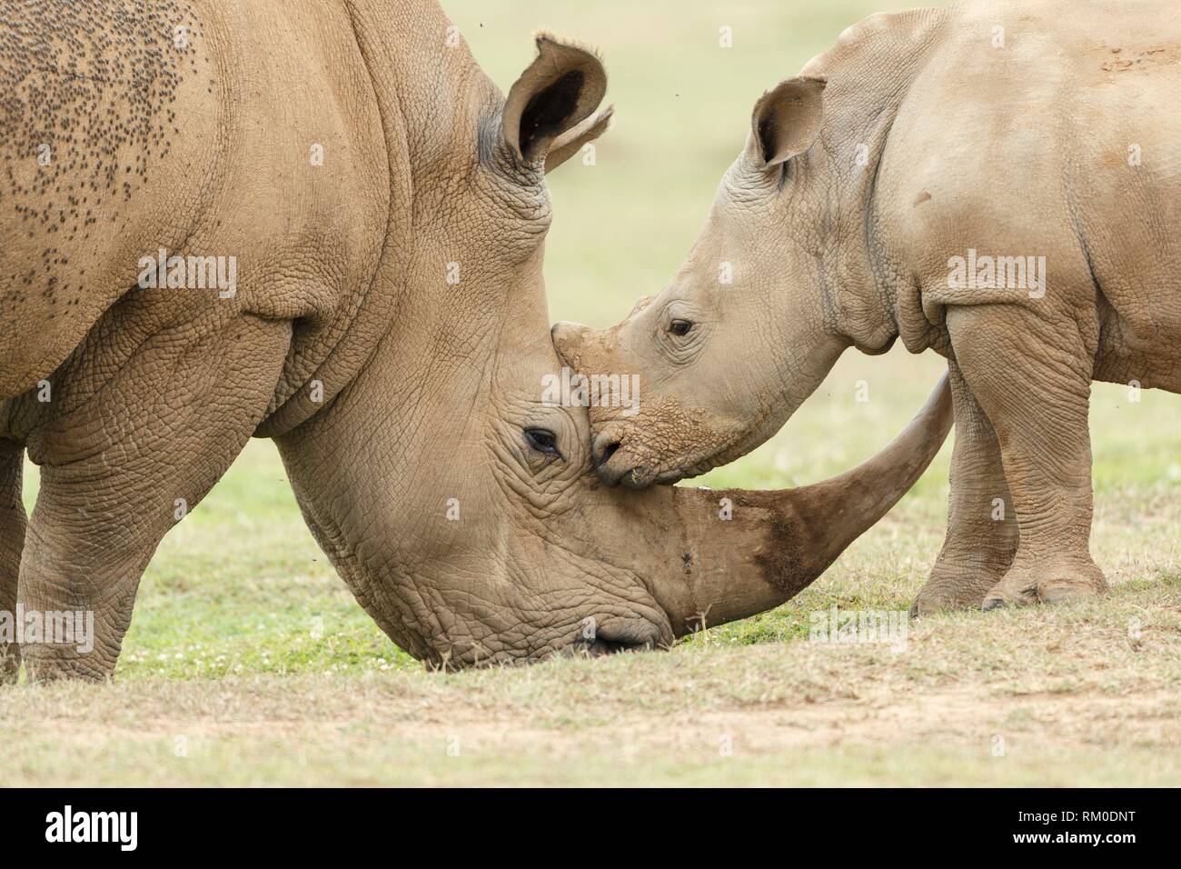 Los adultos y los jóvenes. Blanco o cuadrados rhinocero rhinocero labiado. Ceratotherium simum.Kenia. África.Kenia. África. Foto de stock