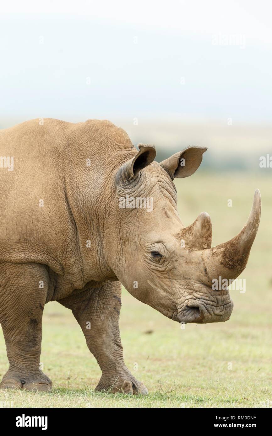 Blanco o cuadrados rhinocero rhinocero labiado. Ceratotherium simum.Kenia. África.Kenia. África. Foto de stock
