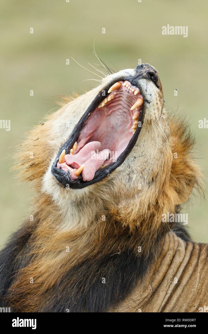 Boca. Cierre vertical. Lion. Panthera leo. Kenia. África. Foto de stock