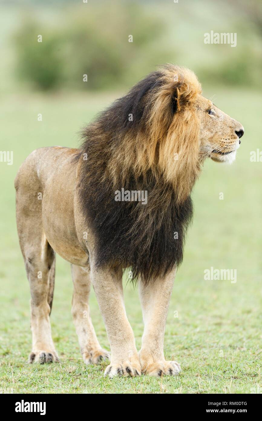 Lion. Panthera leo. Kenia. África. Foto de stock