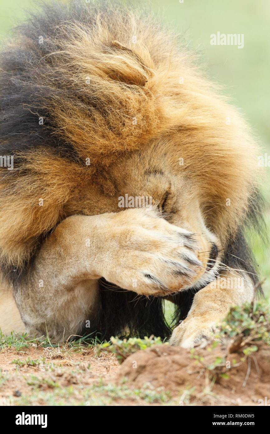 Cerrar retrato de un león. Panthera leo. Kenia. África. Foto de stock