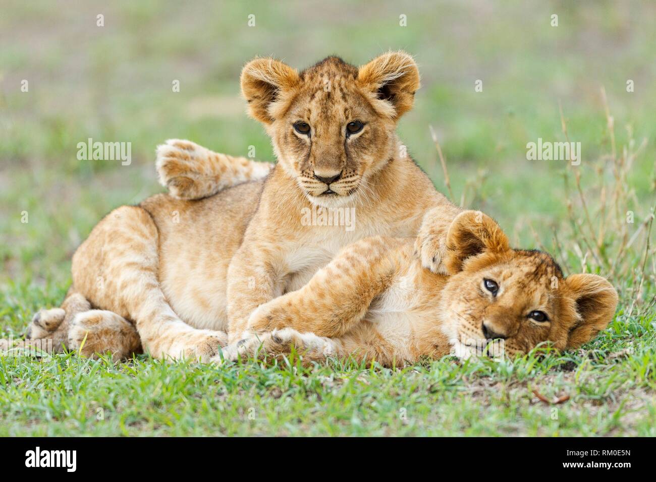 Dos cachorro de león. Panthera leo. Kenia. África. Foto de stock
