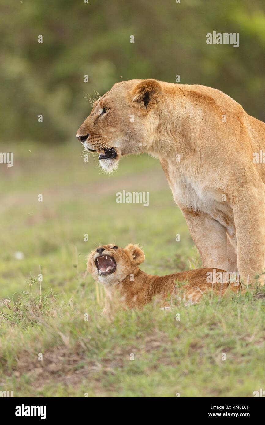 Adulto y cachorro. Lion. Panthera leo. Kenia. África. Foto de stock