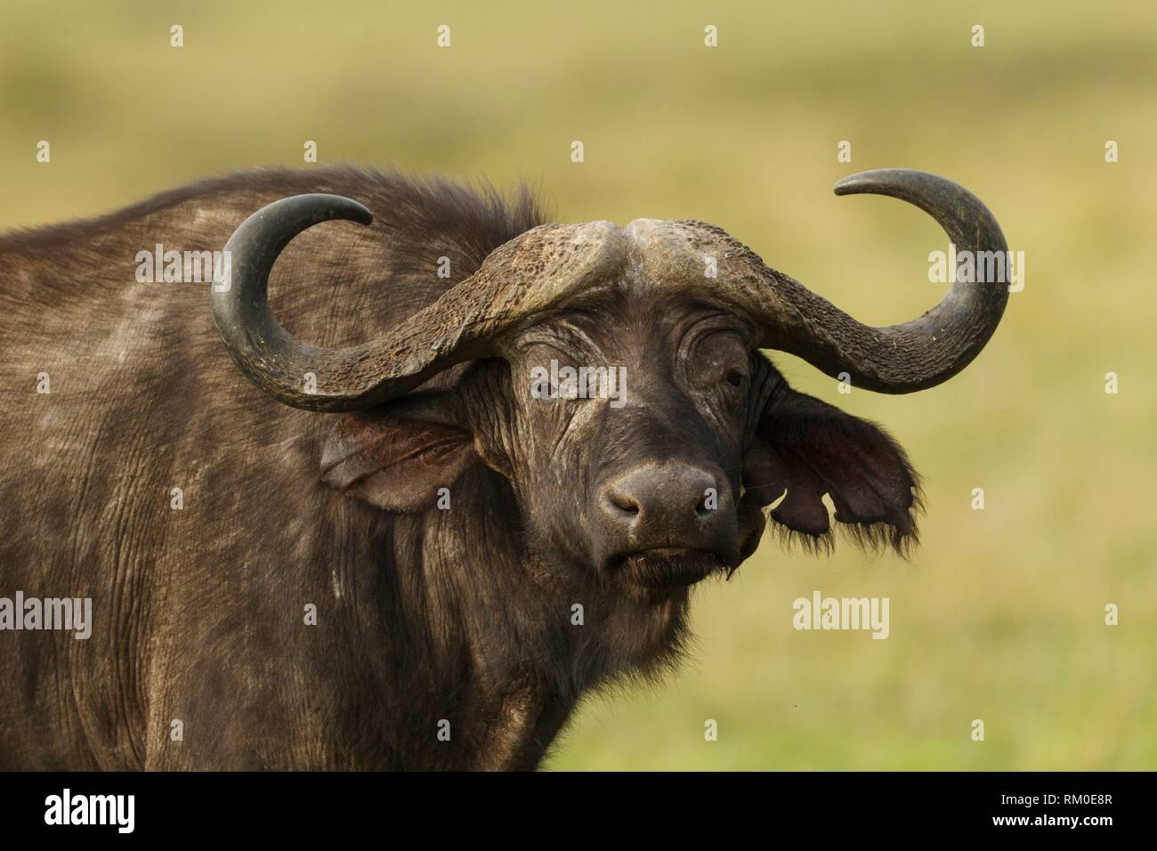 El búfalo africano. Cape Buffalo. Syncerus caffer. Kenia. África. Foto de stock