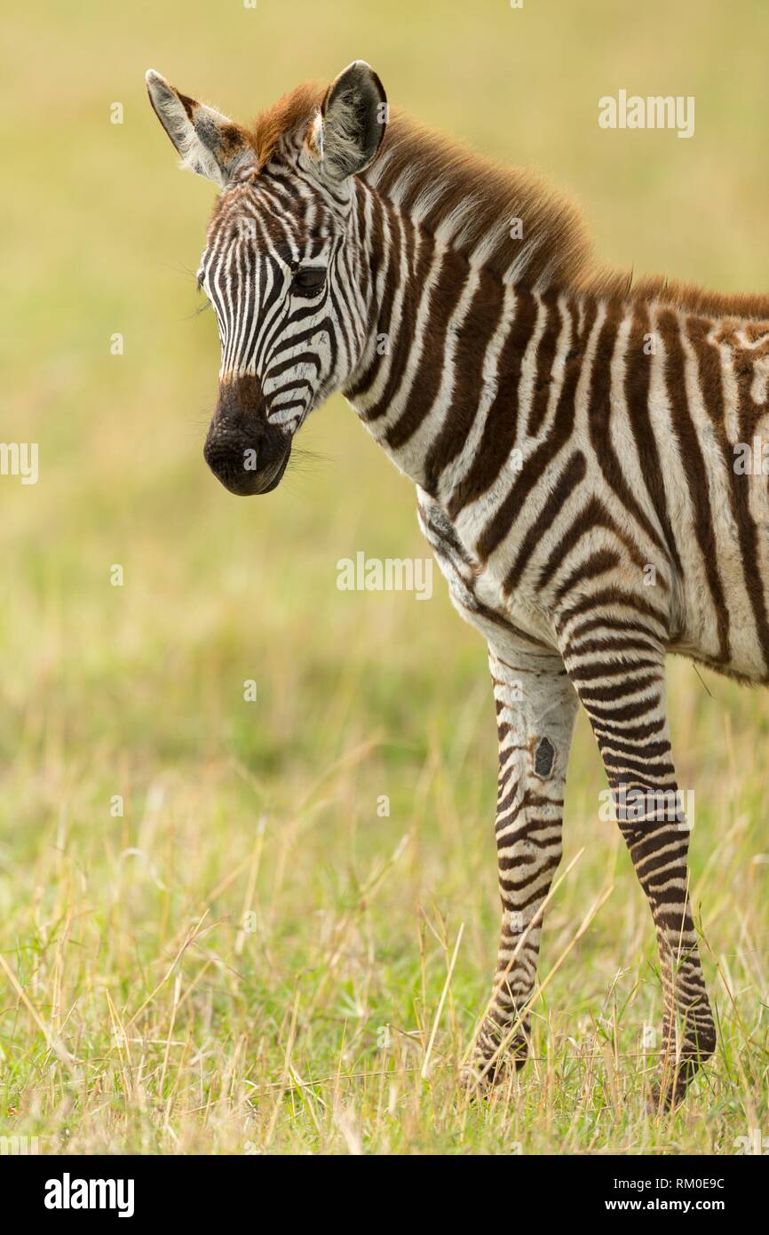Grévy joven de zebra. Equus grevyi. Kenia. África. Foto de stock