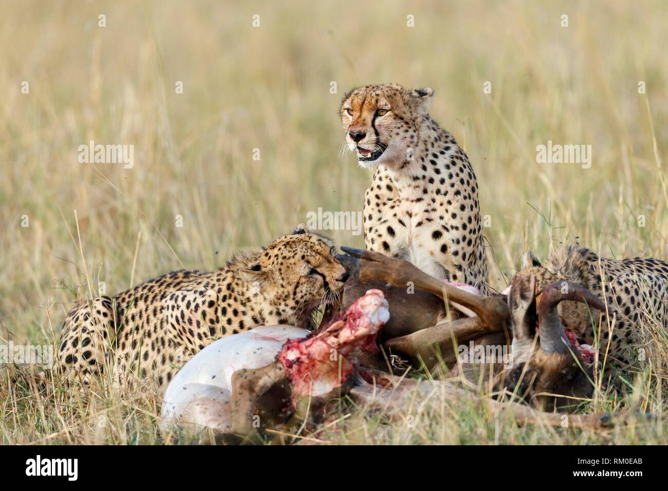 Cheetah comiendo un cadáver. Acinonyx jubatus. Kenia. África. Foto de stock