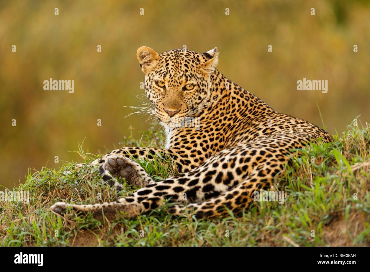 Leopard. Panthera pardus. Kenia. África. Foto de stock