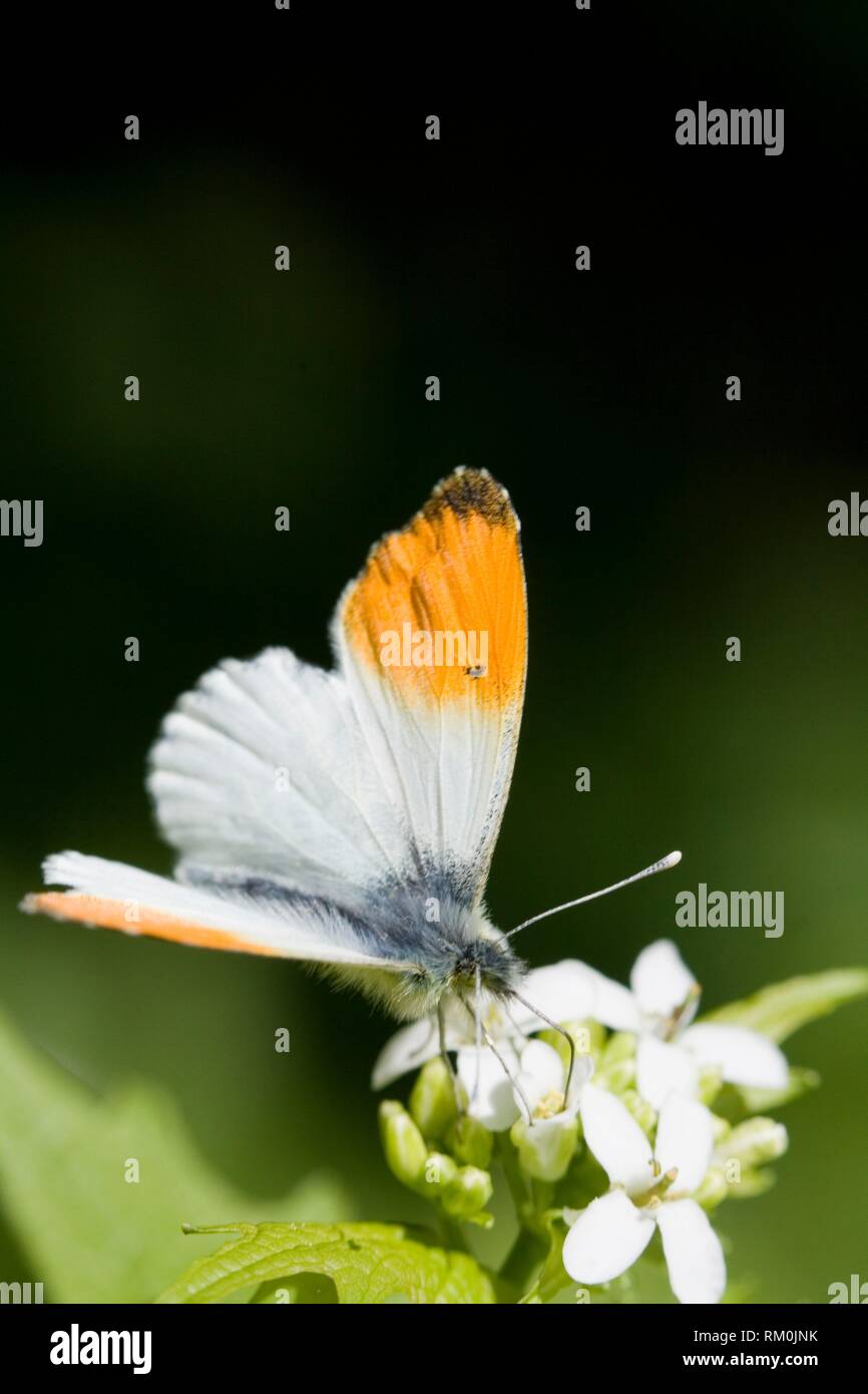 Naranja-punta, Mariposa Anthocharis cardamines en ajo, Mostaza Alliaria petiolata. Foto de stock