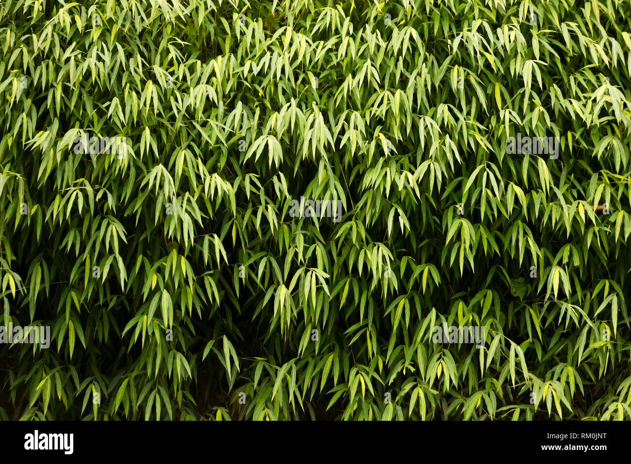 Arboledas de bambú junto a un río en Khao Sok, cerca del Parque Nacional - Tailandia Foto de stock