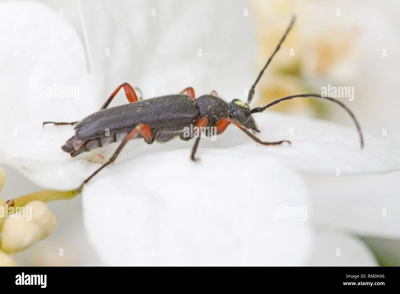 Anoplodera rufipes, elegante negro longhorn beetle con patas rojas. planta hospedera larval está muerto roble. La longitud del cuerpo 7-12mm. Fitófago adultos: mayo-junio. Foto de stock