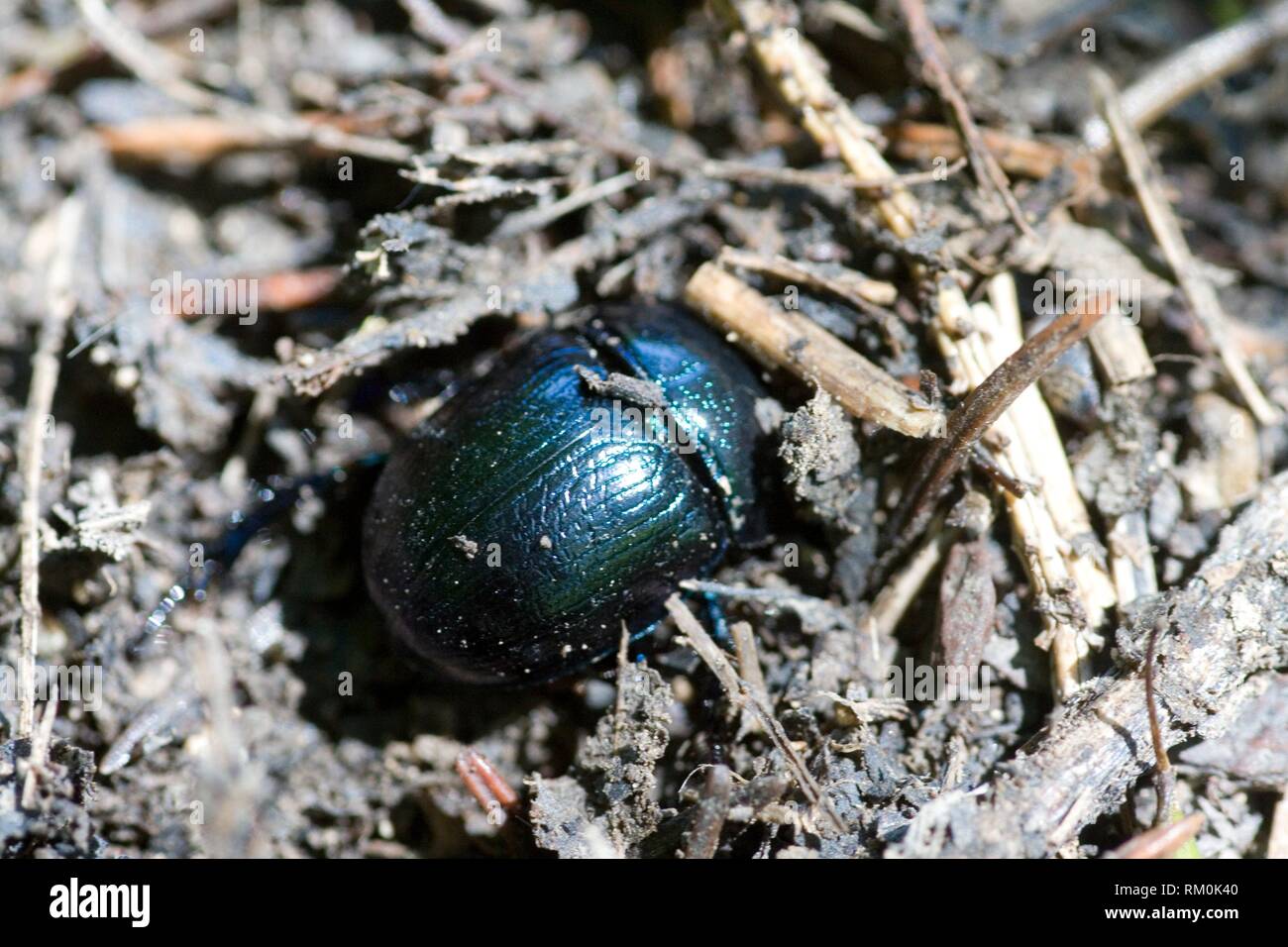 Los escarabajos, Dor Anoplotrupes stercorosus, grande, rechoncho tierra-aburrida de escarabajos metálicos profundo azul medianoche, fácilmente confundirse con Geotrupes o Foto de stock