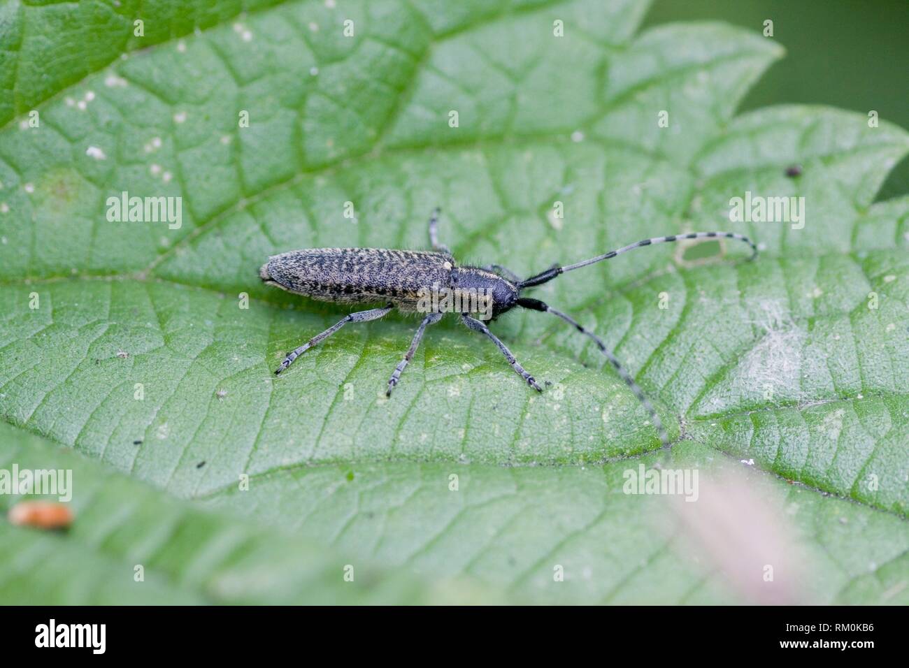 Longhorn Beetle, Agapanthia cynarae, Longhorn beetle 14 - 23 mm. Encontrado en Europa Central y Oriental. Adulto en mayo y junio. Duración: 1 año. Fitófago Foto de stock