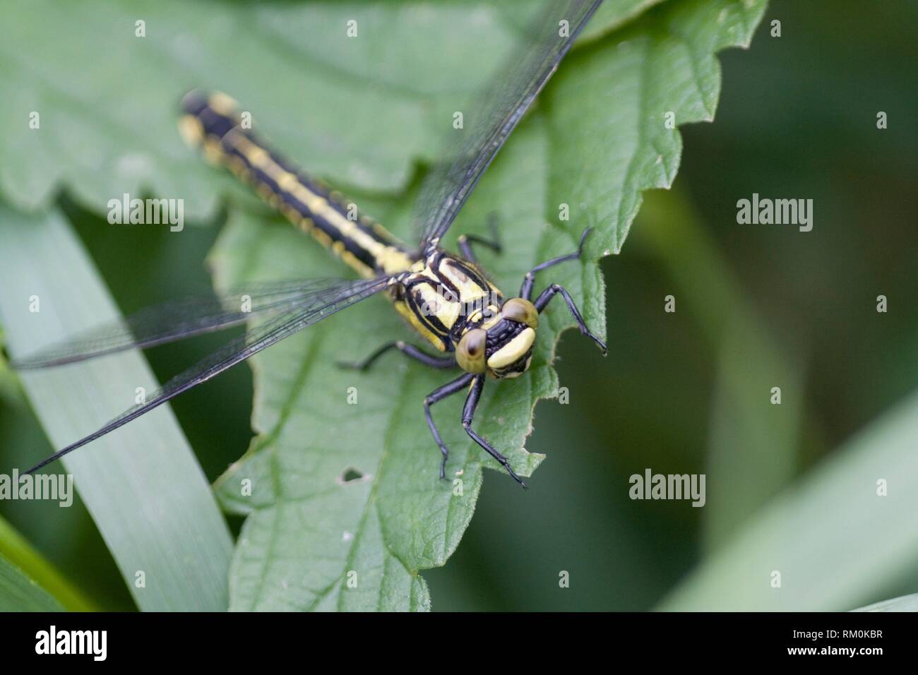 Club femenino-tailed Dragonfly Gomphus vulgatissimus, 6-7cm encontrada en lentos ríos y arroyos con suelos arenosos. Surgen en enjambres a grueso Foto de stock