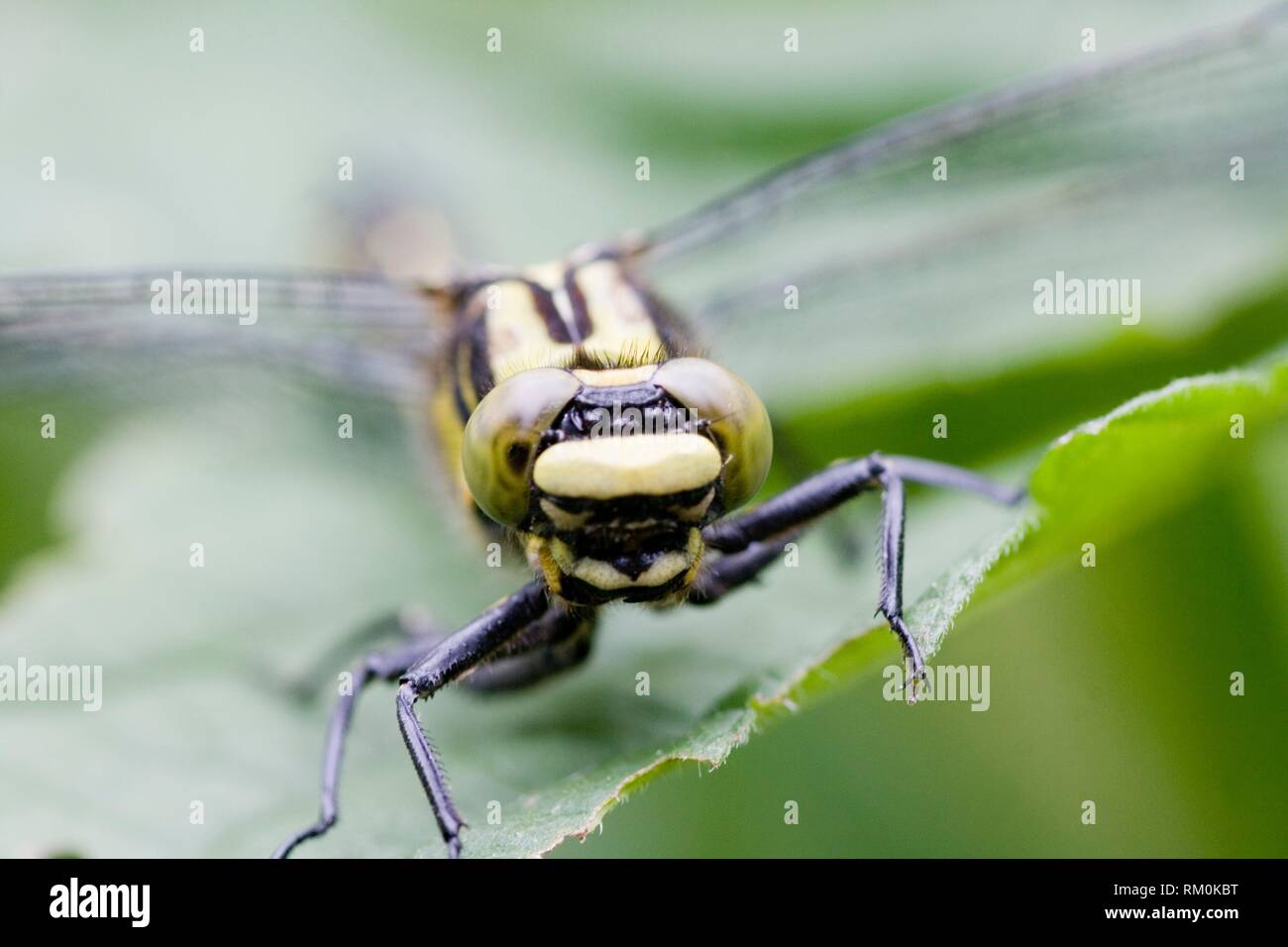 Club femenino-tailed Dragonfly Gomphus vulgatissimus. Los ojos. Foto de stock