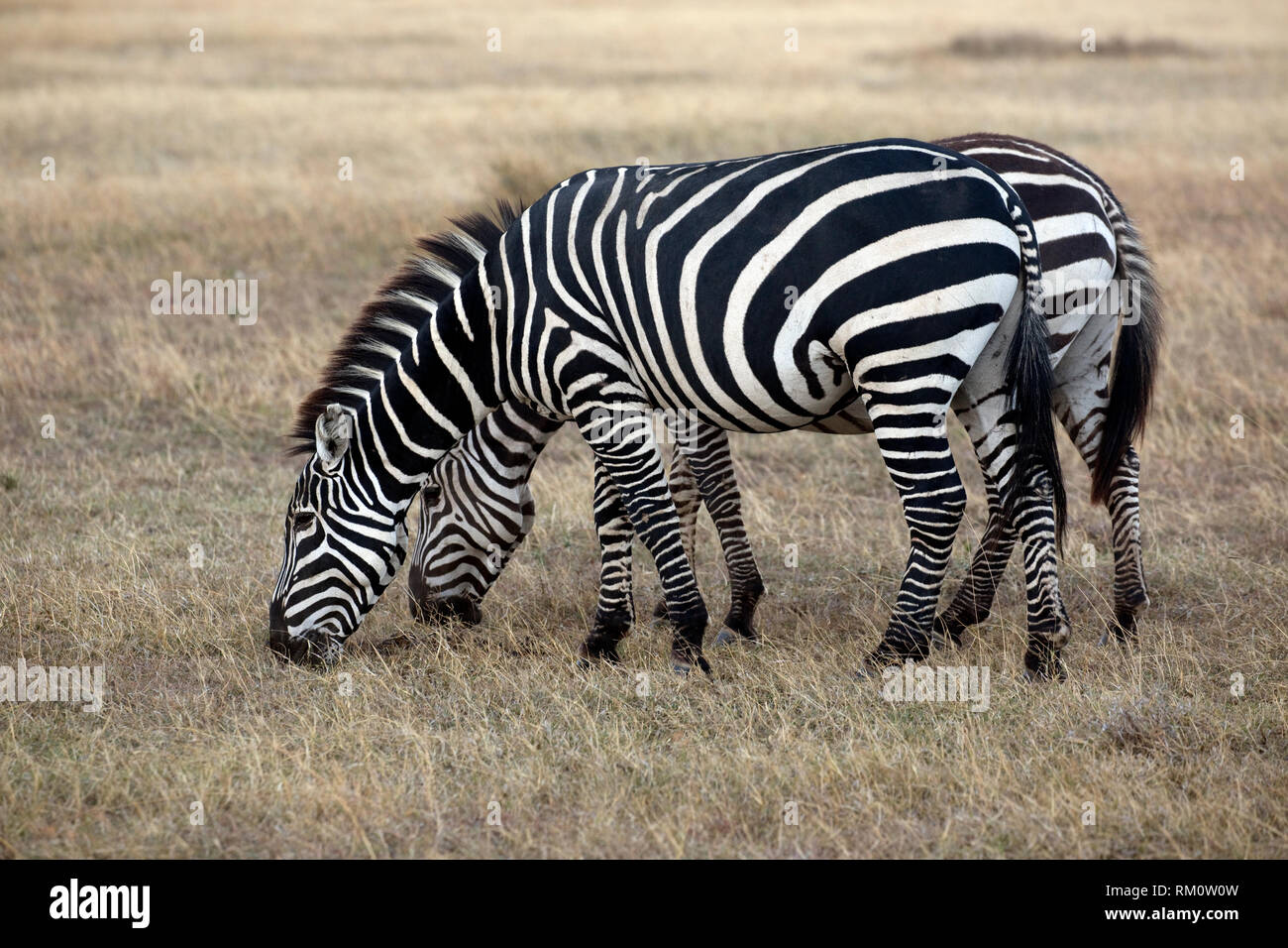 Dos Burchells pastoreo, zebra Equus burchelli, Sweetwaters, Ol Pejeta, Kenya Foto de stock
