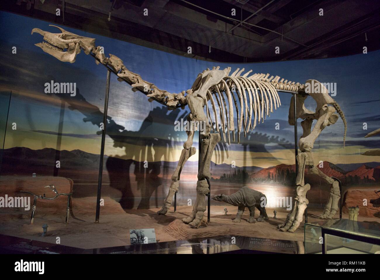 Paraceratherium lepidum fotografías e imágenes de alta resolución - Alamy