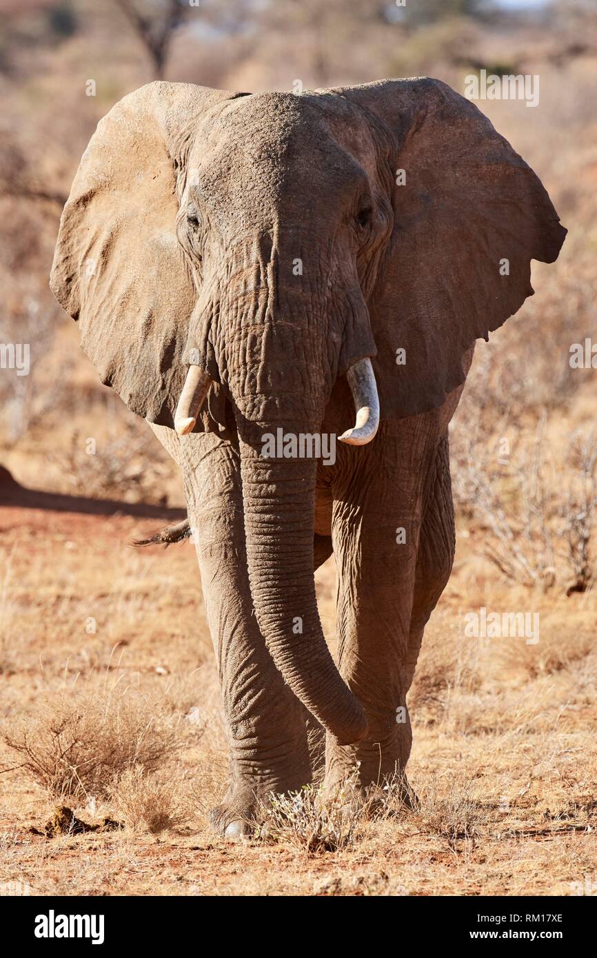 Elefante africano (loxodonta africana), Reserva Nacional de Samburu, Kenia, África. Foto de stock