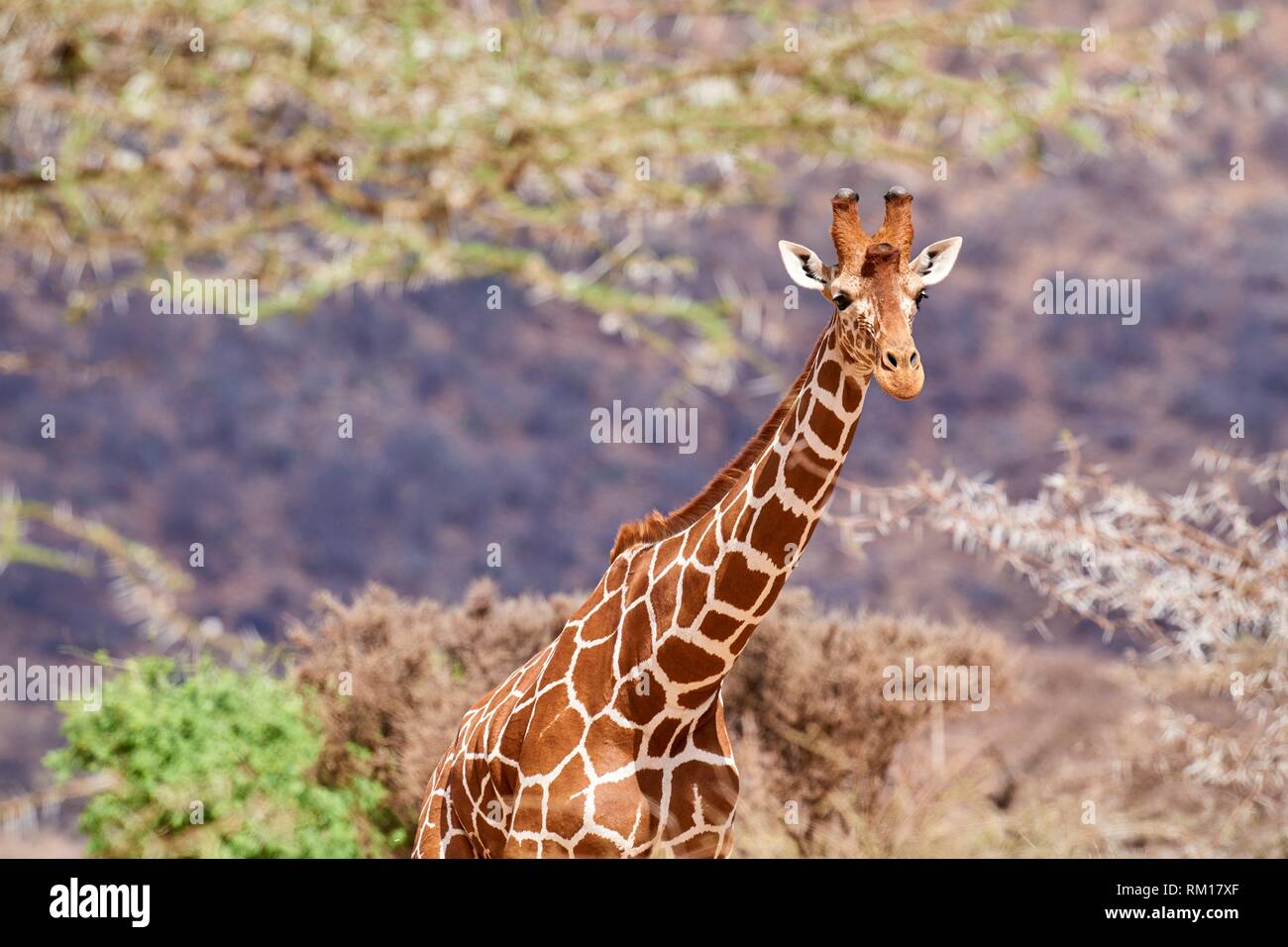 Jirafa reticulada {Giraffa camelopardalis reticulata} de cabeza y cuello, la Reserva Nacional de Samburu, Kenia, África. Foto de stock