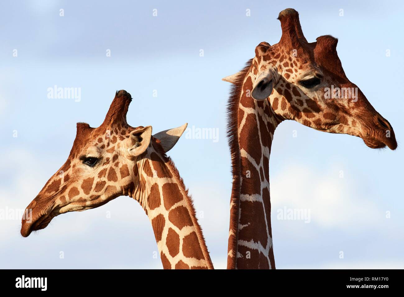 Dos jirafa reticulada {Giraffa camelopardalis reticulata} de cabeza y cuello, Reserva Nacional de Samburu, Kenia, África. Foto de stock