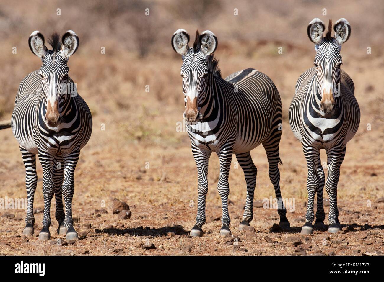 {Sementales cebra Grevy Equus grevyi} Reserva Nacional de Samburu, Kenia, África. Foto de stock