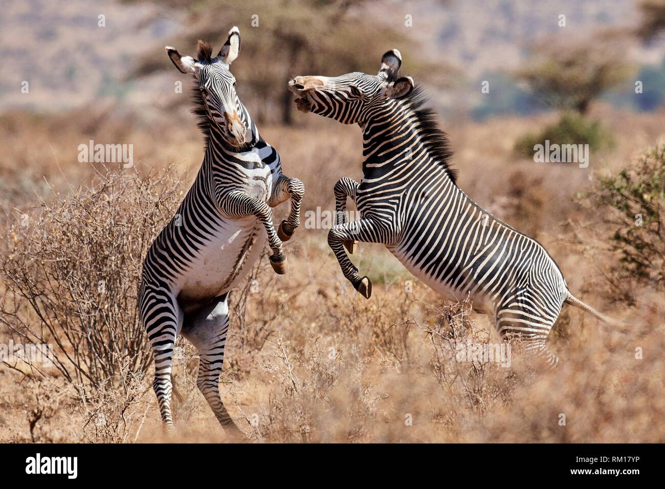 Grevy zebra sementales combates {Equus grevyi} Reserva Nacional de Samburu, Kenia, África. Foto de stock