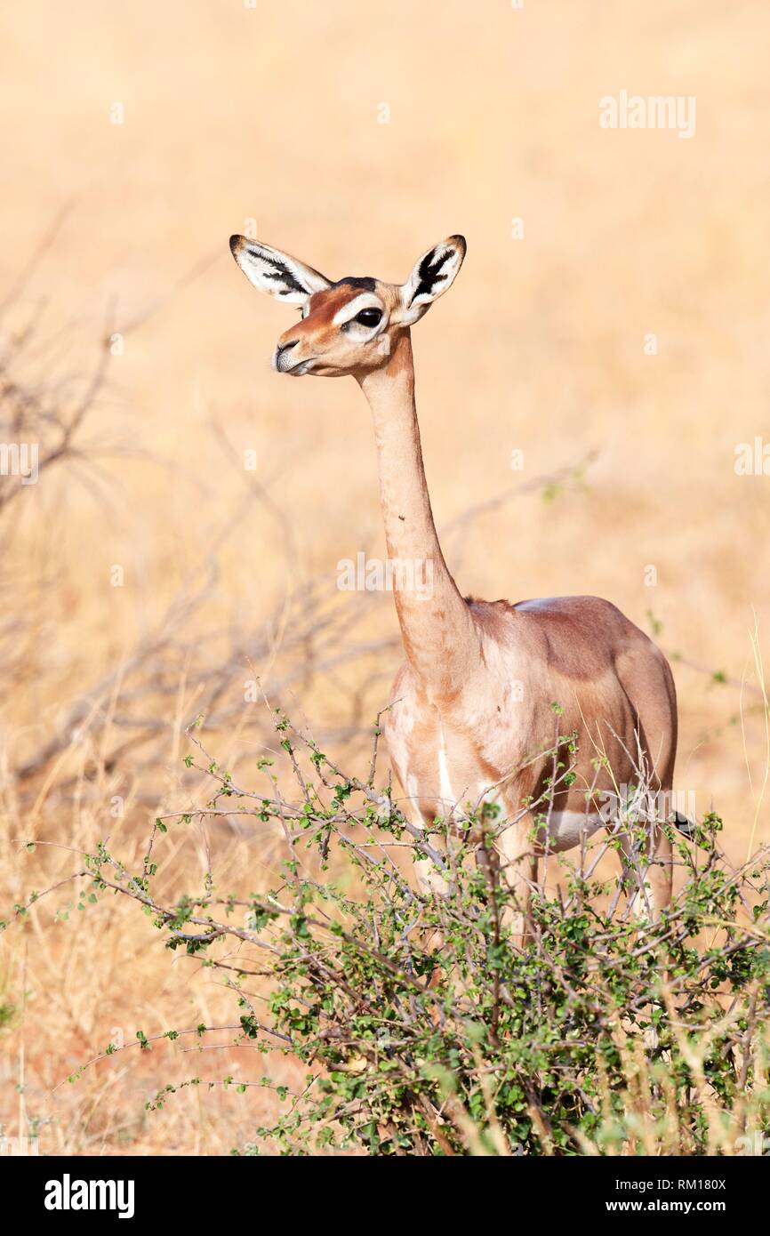 Retrato de mujer gerenuk {Litocranius walleri}, Reserva Nacional de Samburu, Kenia, África. Foto de stock