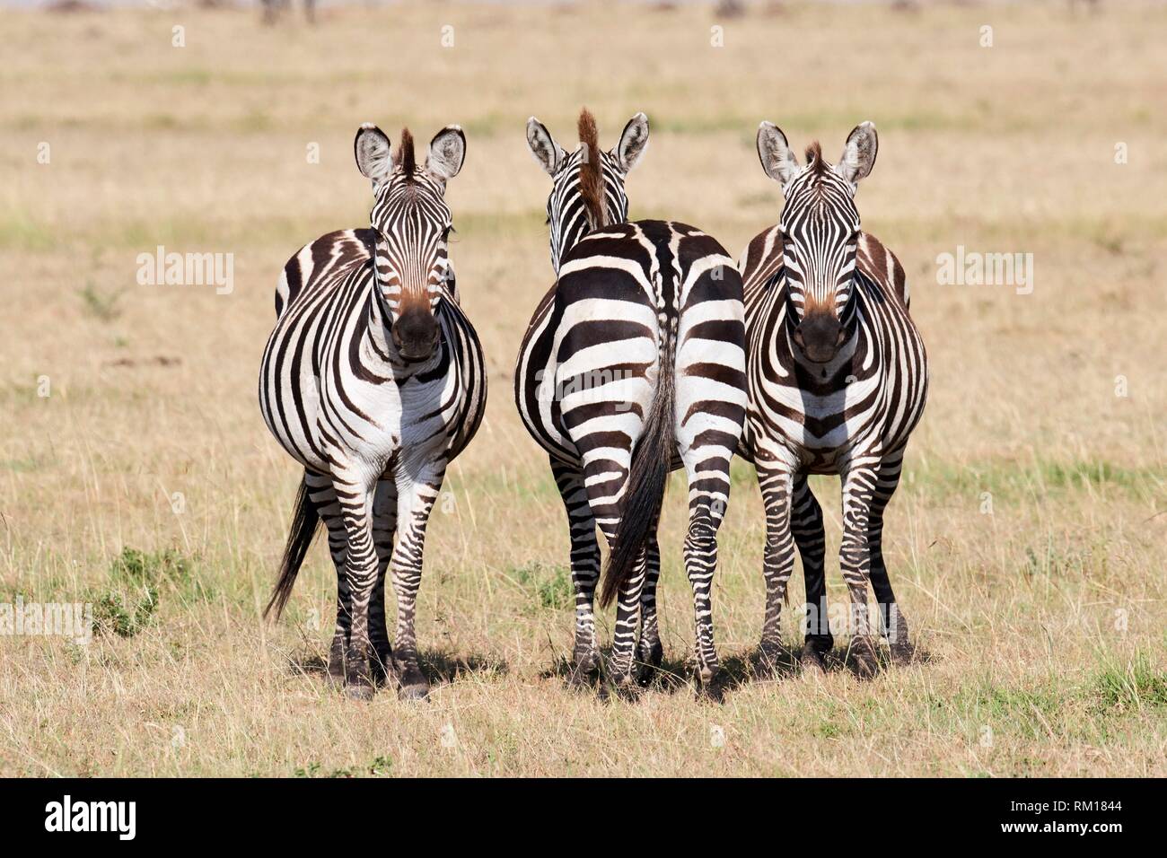 Grupo de 3 común cebras {Equus quagga} Reserva Nacional de Masai Mara, Kenya, Africa. Foto de stock