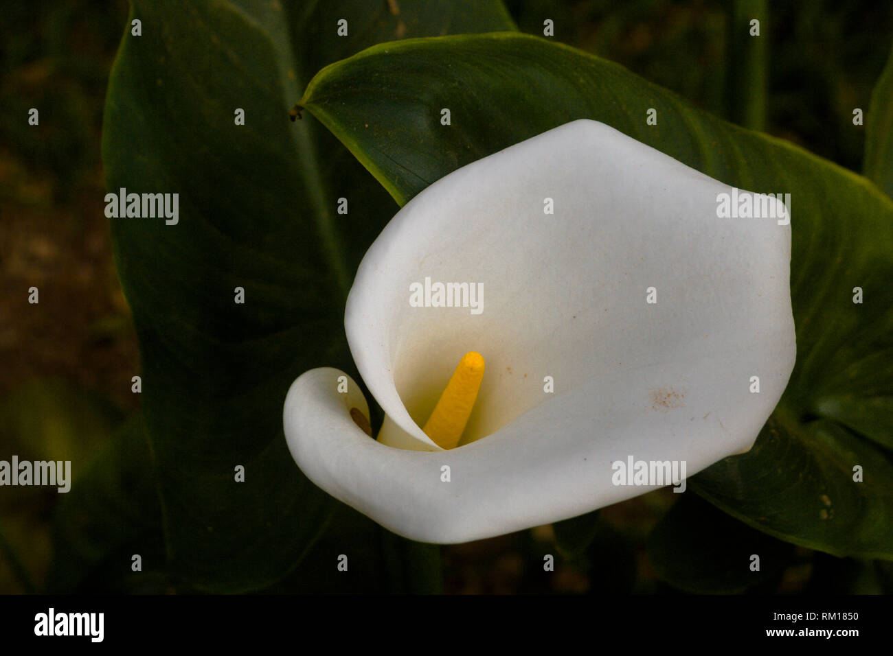 Flor del jarro fotografías e imágenes de alta resolución - Alamy
