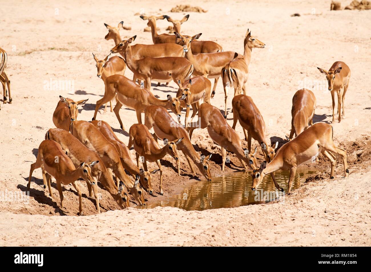 Impala ganado con hembras (Aepyceros melampus) beber en el abrevadero, la temporada seca, Reserva Nacional de Samburu, Kenia, África. Foto de stock