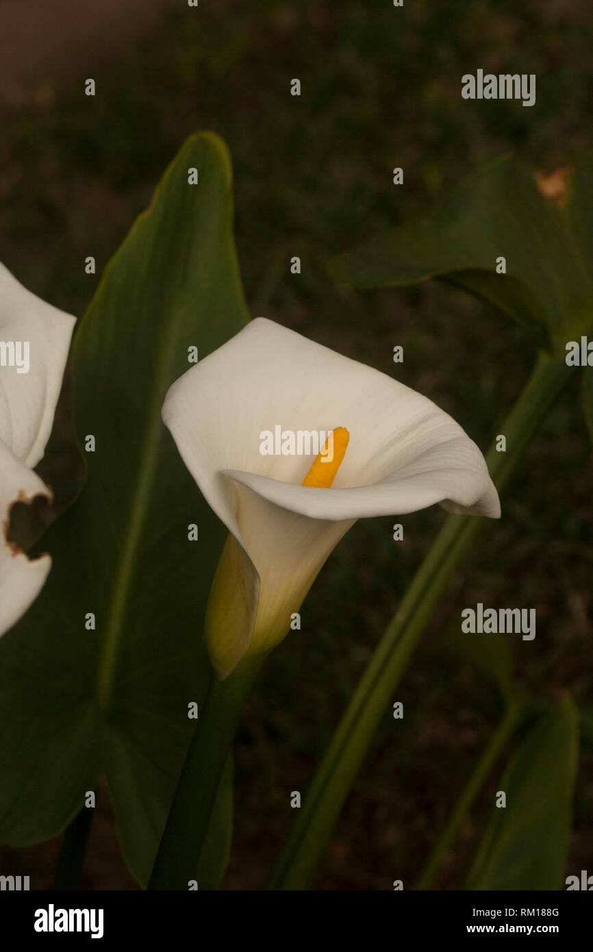 Flor del jarro fotografías e imágenes de alta resolución - Alamy