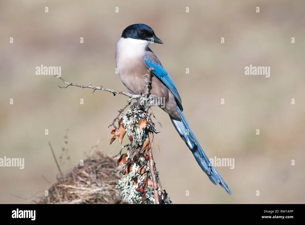 Asia de cuello azul (Cyanopica cyanus), fotografiado en el valle del Tiétar, Toledo. Foto de stock