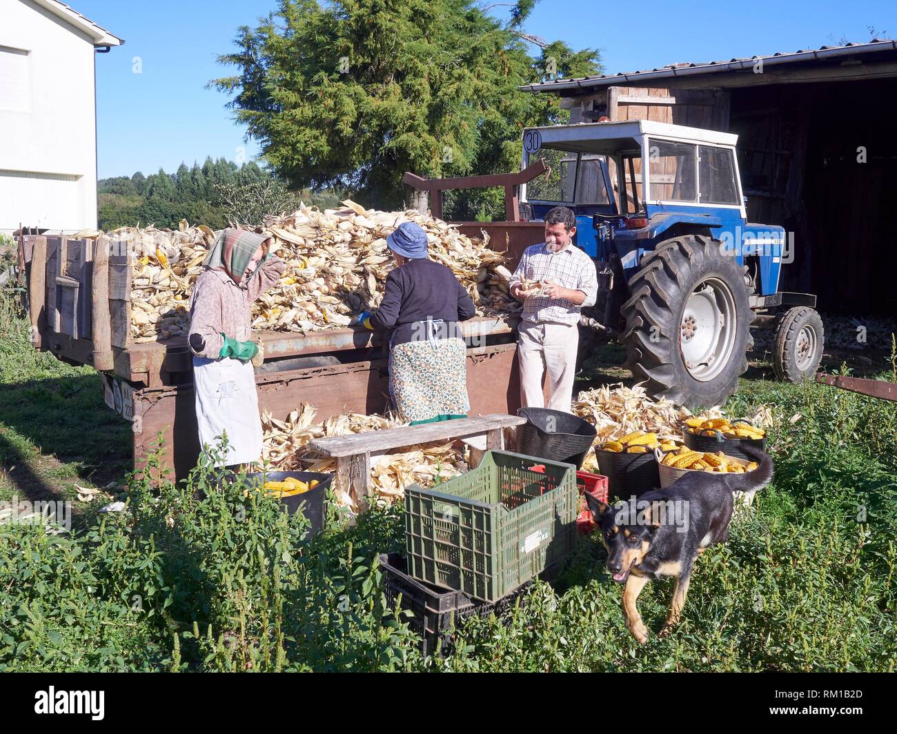 Vecinos de una aldea rural de Palas de Rei, en Lugo, trabajan por desfoliar y ordenar el maíz después de su cosecha. Una vez que la práctica de la extracción Foto de stock