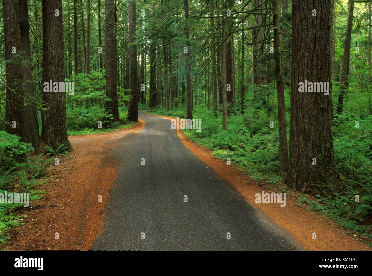 Park Road, a través de bosques antiguos, Squire Creek County Park, Washington. Foto de stock