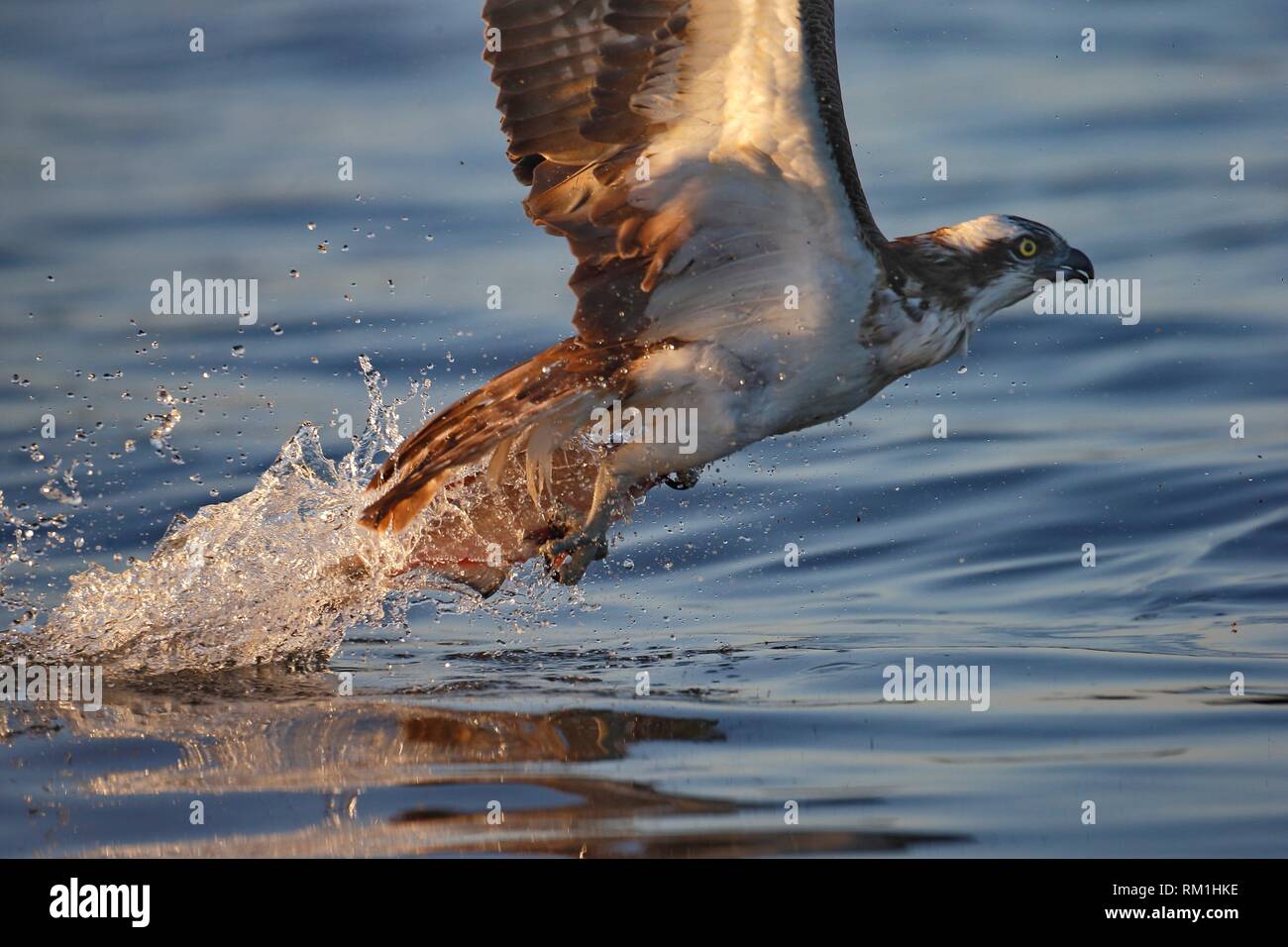 Osprey pesca, Lago Malaren, Sodermanland, Suecia Foto de stock