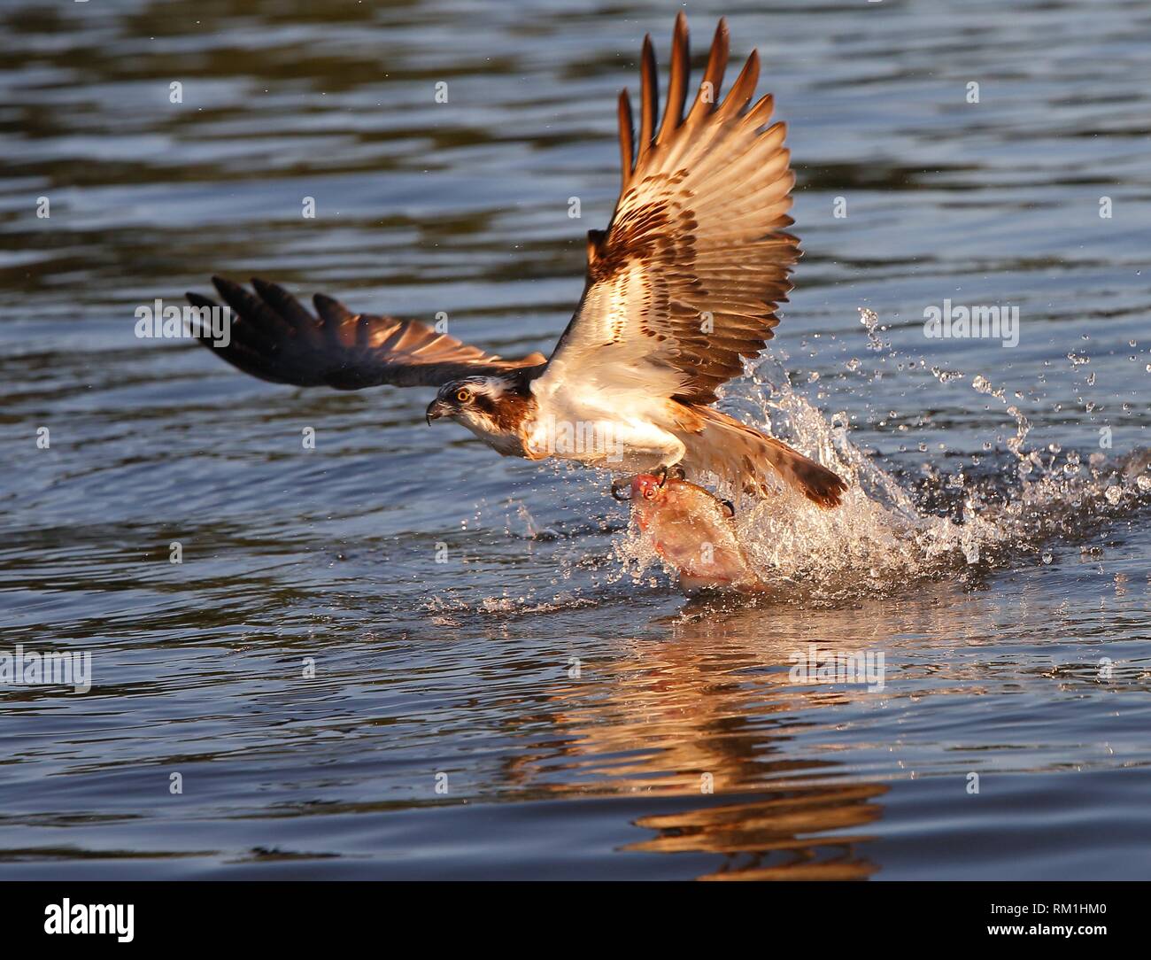 Osprey pesca, Lago Malaren, Sodermanland, Suecia Foto de stock