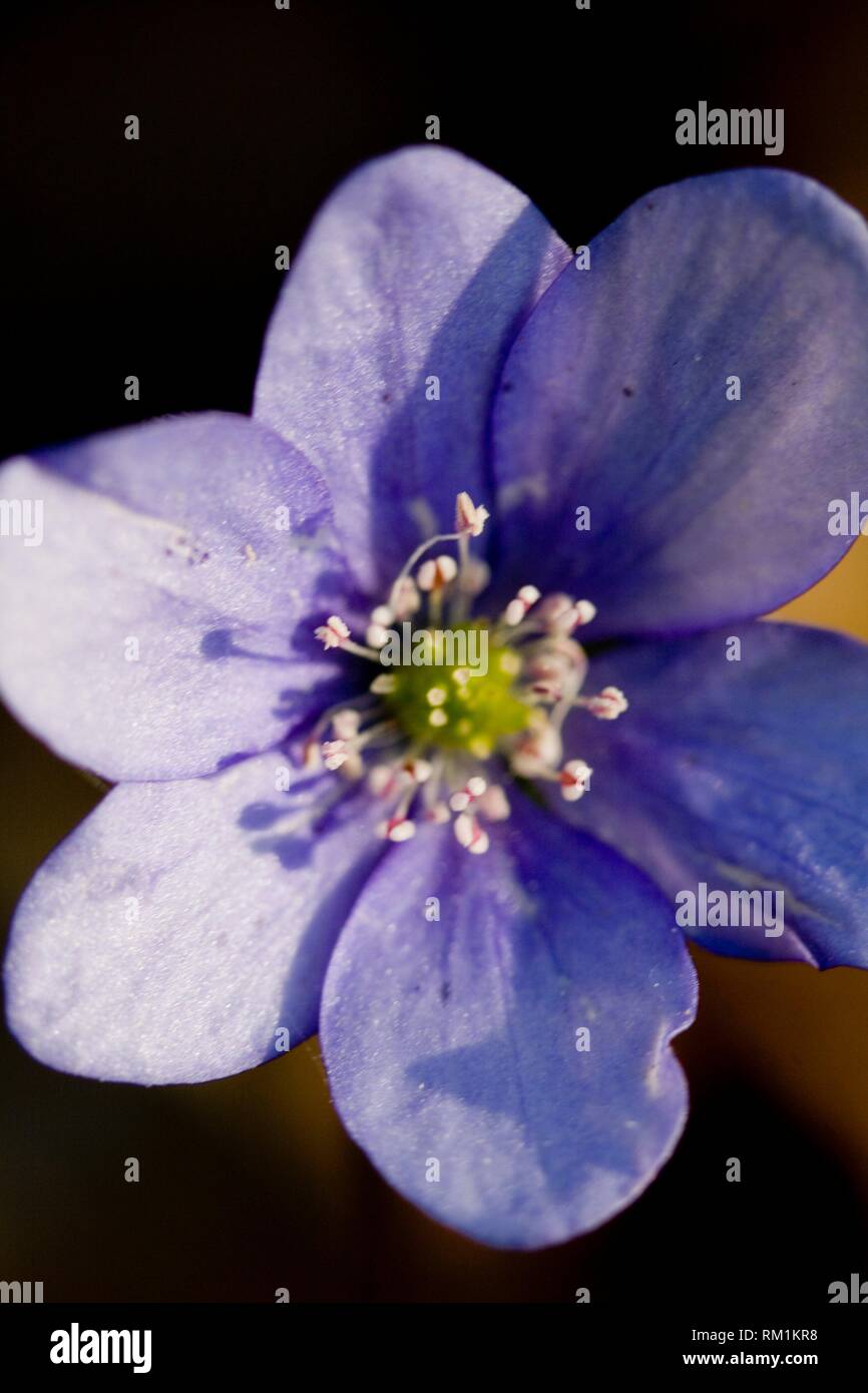 Liverleaf, Hepatica nobilis, una flor perenne habiendo trilobada leaf. La flor puede ser rosa, cobalto, azul claro, blanco o lila. Florece a principios de primavera Foto de stock